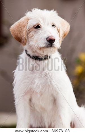 Mutt Of Spinone Italiano