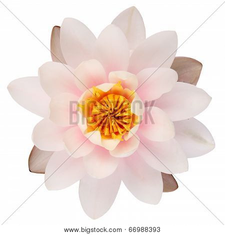 Lotus Flower