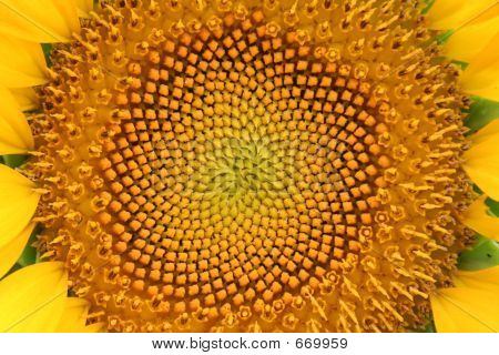girasol 