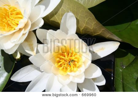 Lilly