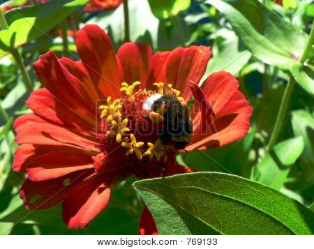 Bourdon