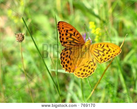 ผีเสื้อสวยงาม