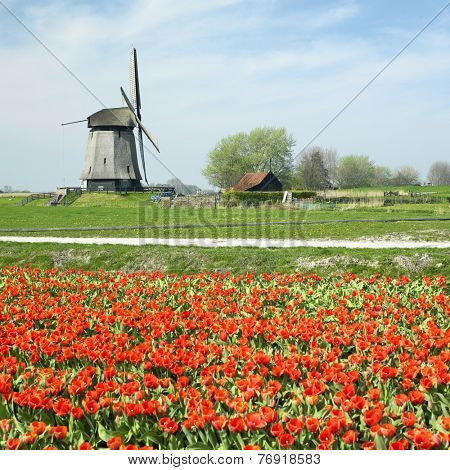 windmill with tulip field near Schermerhorn, Netherlands