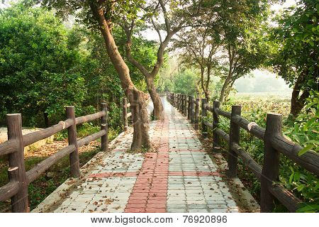 Pathway in forest with wooden side rails