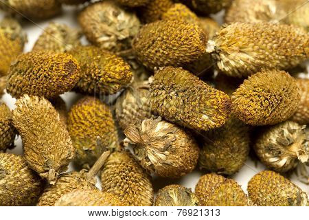 Splinthes Acemella or Yellow Akarkara Seeds
