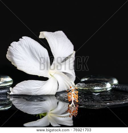 Cryogenic Spa Concept Of Delicate White Hibiscus, Zen Stones With Drops And Ice On Reflection Water,