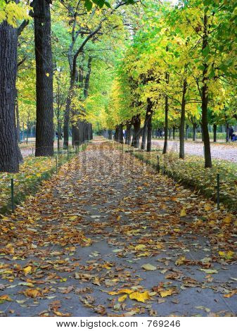 chute des feuilles