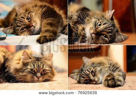 Four Cats