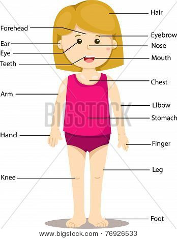Illustration of Girl With Labeled Body Parts