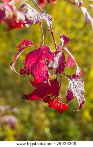 Branch of berries