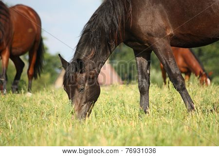 Black Horse Eating Grass At The Grazing