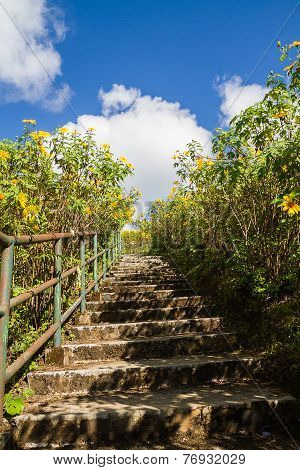 Pathway To Hill