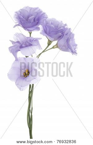 Eustoma