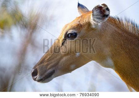 Brown female impala head close up