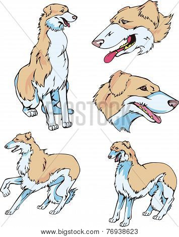Borzoi Dogs
