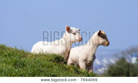 Agneau sur l'herbe