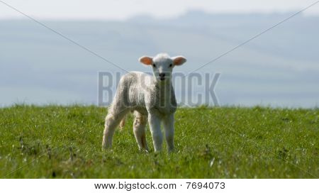 Agneau sur l'herbe