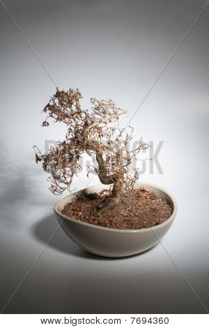 Opékané Bonsai