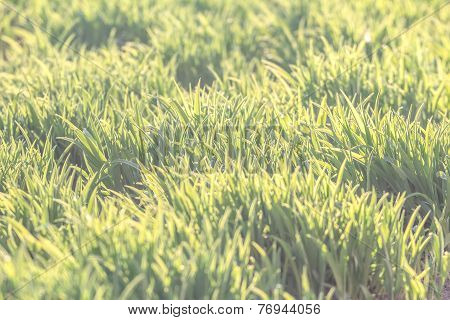 Background Of Natural Fresh Green Lawn