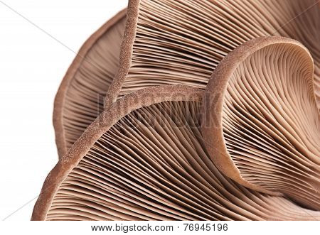 Oyster Mushrooms