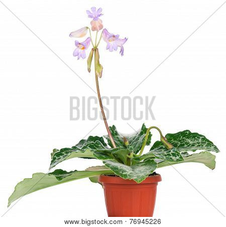 Primulina Flowers