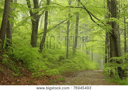 Spring deciduous forest
