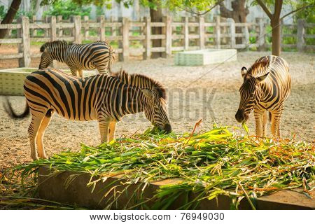 Wild Zebra Socialising In Bangladesh
