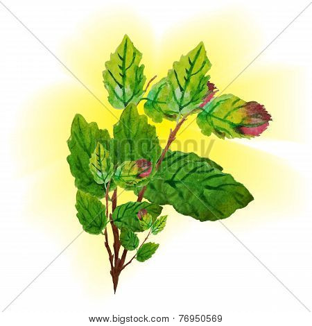 The bright autumn leaves drawn with watercolor paints