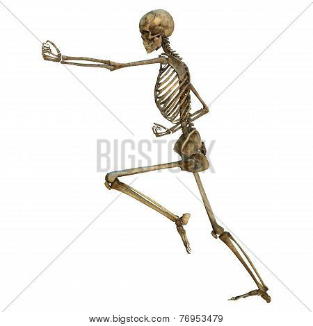 Human Skeleton