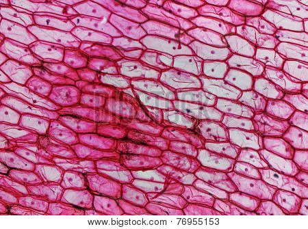 Onion Epidermus Micrograph