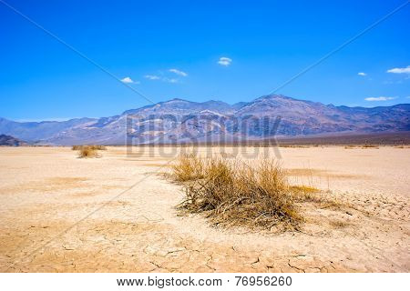 Dry Brush In Death Valley