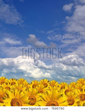 Tournesols