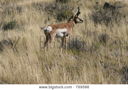 Antilocapra maschio