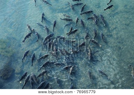 Magnificent school of wild carp fish in river.   