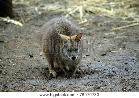 Tammar Wallaby