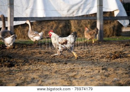 Cock rooster