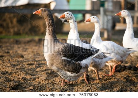Geese ducks in poultry farm rural scene