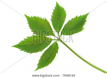 포도 잎