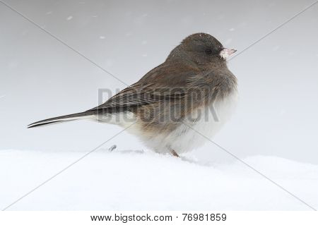 Junco In A Snow Storm