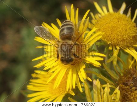 노란 꽃과 꿀벌