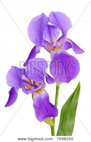 Blomster Iris
