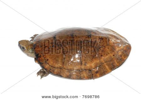 Fire-eyed skildpadde