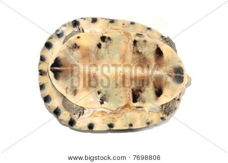 Tortue-boîte malais