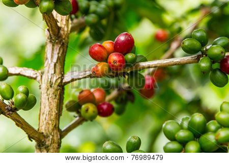 Coffee tree with ripe berries on farm