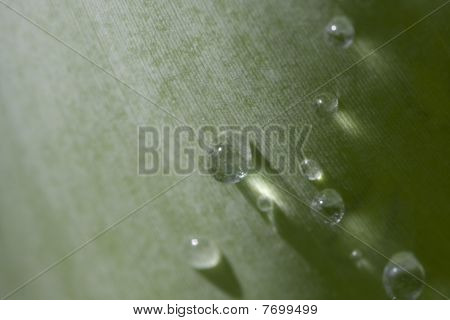 gotas de água sobre uma folha de bananeira