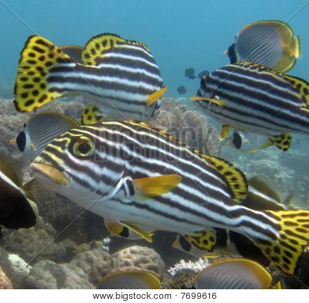 Sweetlips