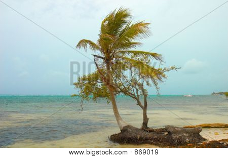 Costa Maya