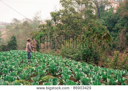 farmer working in field