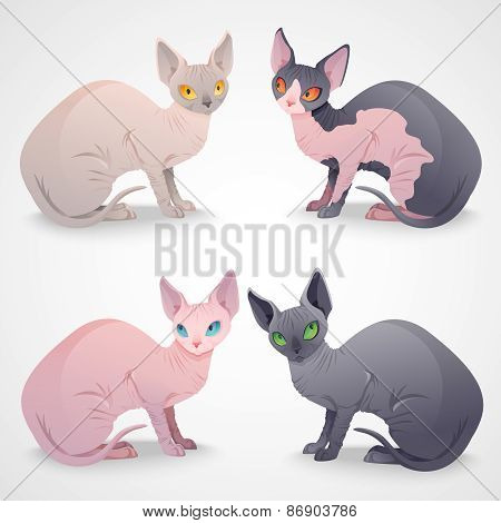 Sphynx cats