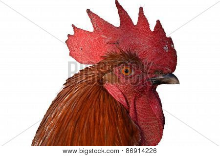 Beautiful rooster isolated on white background